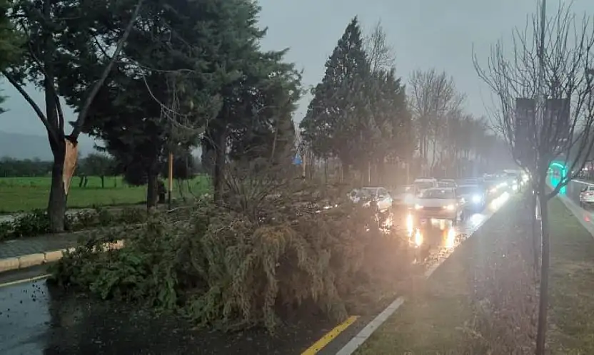 Menteşe'de şiddetli fırtınada ağaç devrildi, trafik durdu