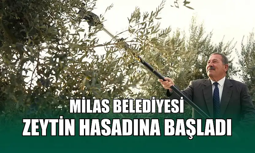 Milas Belediyesi zeytin hasadına başladı