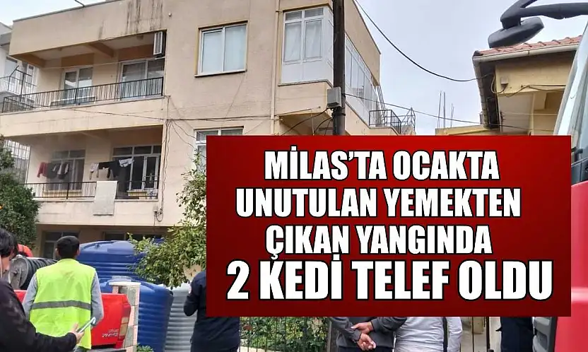 Milas'ta ocakta unutulan yemekten çıkan yangında 2 kedi telef oldu