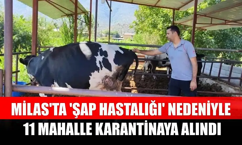 Milas'ta 'şap hastalığı' nedeniyle 11 mahalle karantinaya alındı