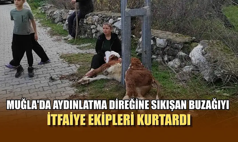 Muğla'da Aydınlatma direğine sıkışan buzağıyı itfaiye ekipleri kurtardı