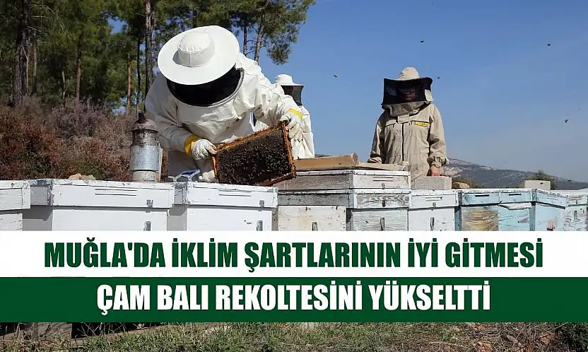 Muğla'da iklim şartlarının iyi gitmesi çam balı rekoltesini yükseltti