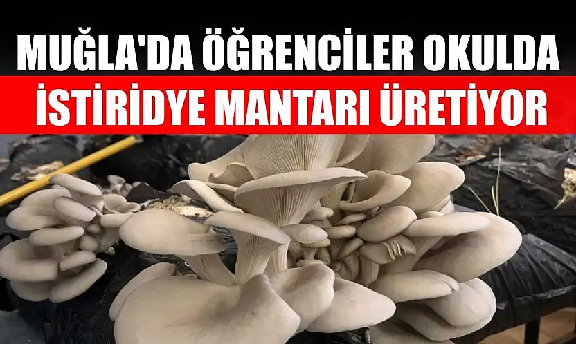 Muğla'da öğrenciler okulda istiridye mantarı üretiyor