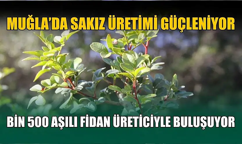 Muğla'da sakız üretimi güçleniyor, bin 500 aşılı fidan üreticiyle buluşuyor