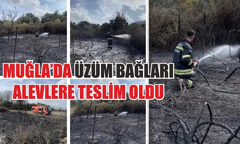 Muğla'da üzüm bağları alevlere teslim oldu