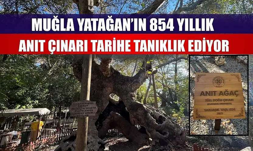Muğla Yatağan'ın 854 Yıllık Anıt Çınarı Tarihe Tanıklık Ediyor