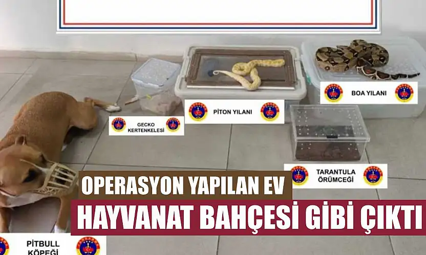 Operasyon yapılan ev hayvanat bahçesi gibi çıktı