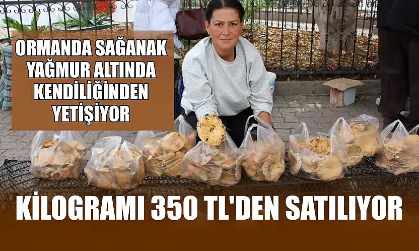 Ormanda sağanak yağmur altında kendiliğinden yetişiyor, kilogramı 350 TL'den satılıyor