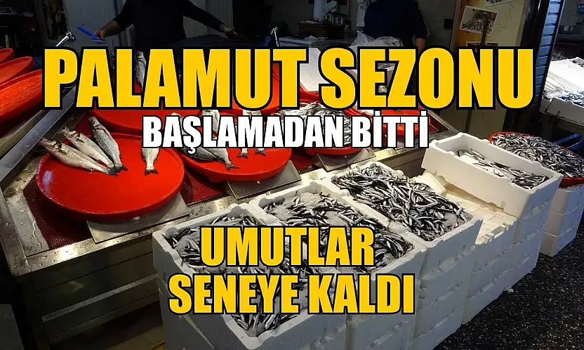 Palamut sezonu başlamadan bitti, umutlar seneye kaldı