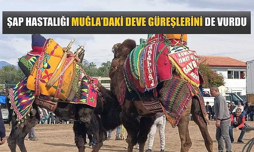 Şap Hastalığı Muğla'daki deve güreşlerini de vurdu
