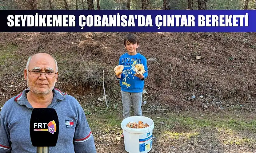 Seydikemer Çobanisa'da Çıntar Bereketi