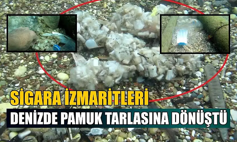 Sigara izmaritleri denizde pamuk tarlasına dönüştü