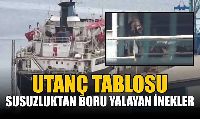 Susuzluktan boru yalayan inekler