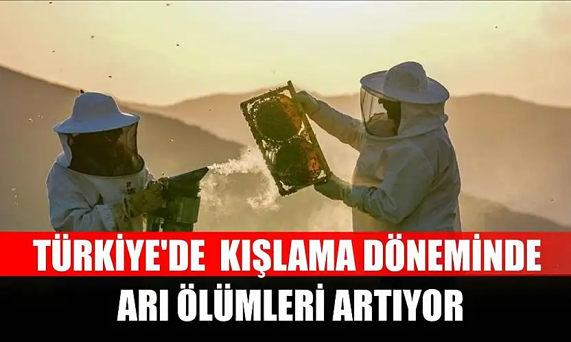 Türkiye'de kışlama döneminde arı ölümleri artıyor