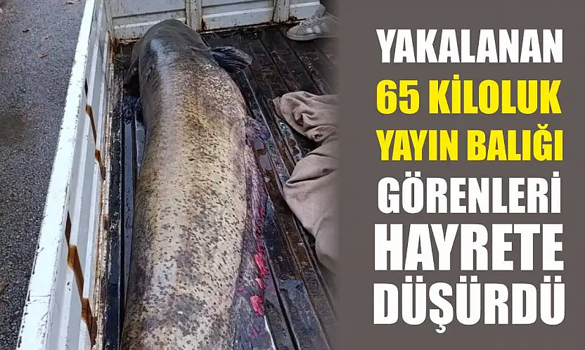 Yakalanan 65 kiloluk yayın balığı görenleri hayrete düşürdü
