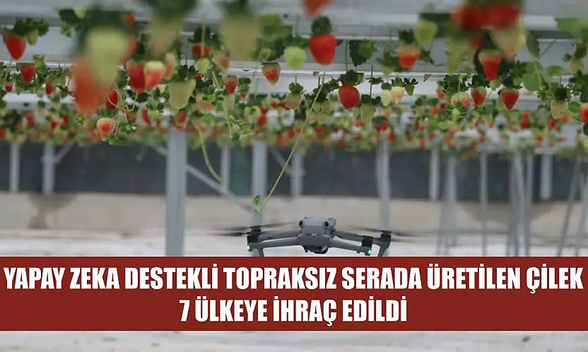 Yapay zeka destekli topraksız serada üretilen çilek 7 ülkeye ihraç edildi