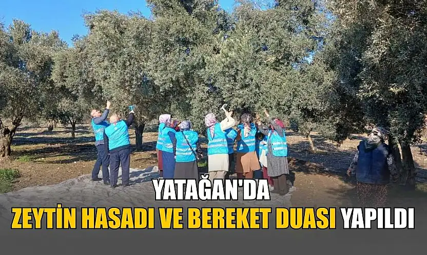 Yatağan'da zeytin hasadı ve bereket duası yapıldı