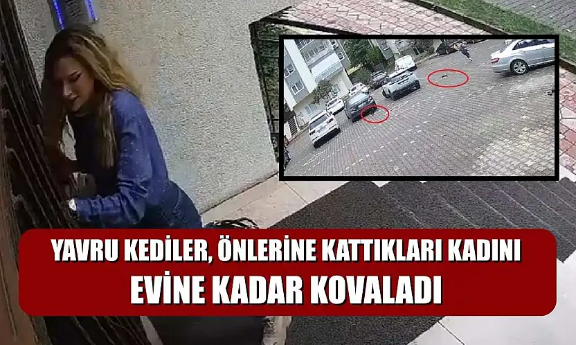 Yavru kediler, önlerine kattıkları kadını evine kadar kovaladı