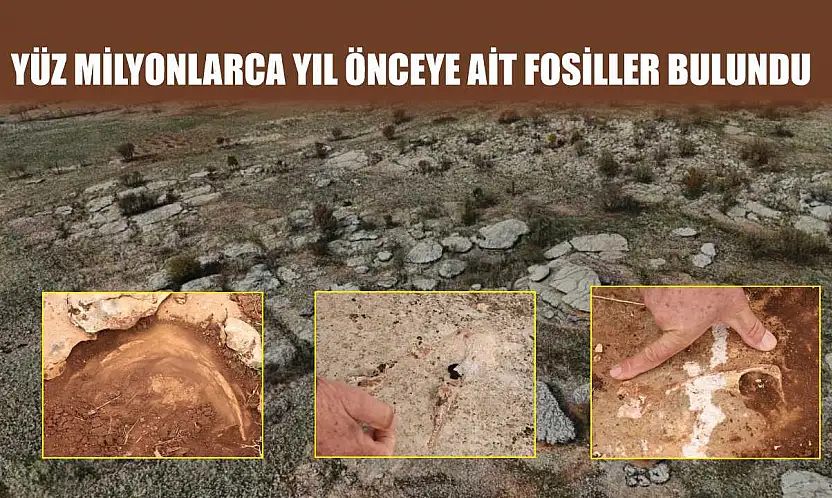 Yüz milyonlarca yıl önceye ait fosiller bulundu