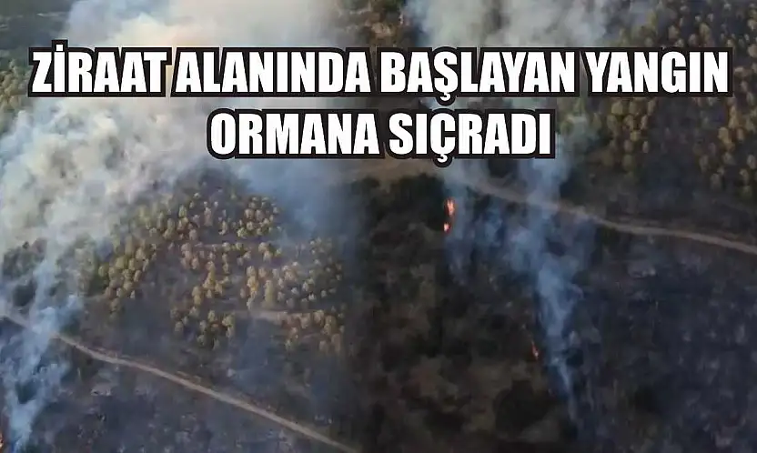 Ziraat alanında başlayan yangın ormana sıçradı