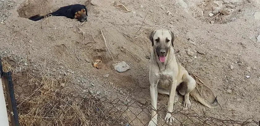 Köpekleri kamyonete bindirip götürdüler