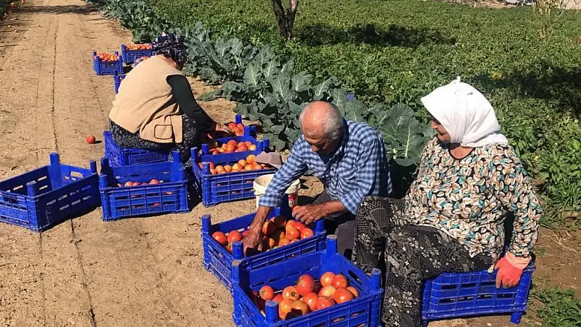 Üretici İlhan: 'Düşen fiyatlar masrafımızı anca karşılıyor'