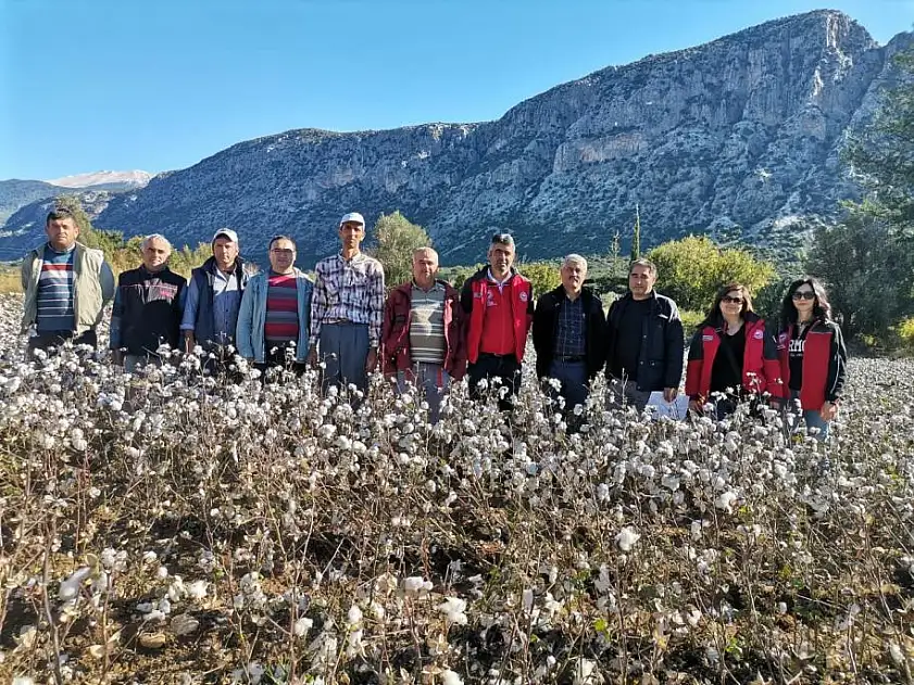 Seydikemer'de Pamuk Hasadı Devam Ediyor
