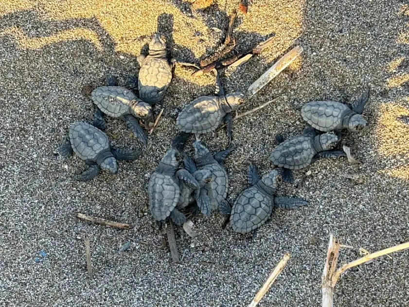 Yavru caretta carettalar mavi sularla buluşmaya devam ediyor