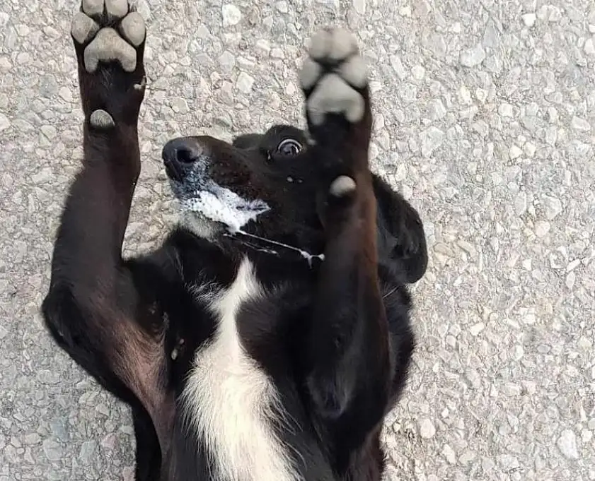 Köpekleri kamyonete bindirip götürdüler