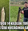 Tuttuğu 14 kiloluk turnayı bebek gibi kucağında salladı