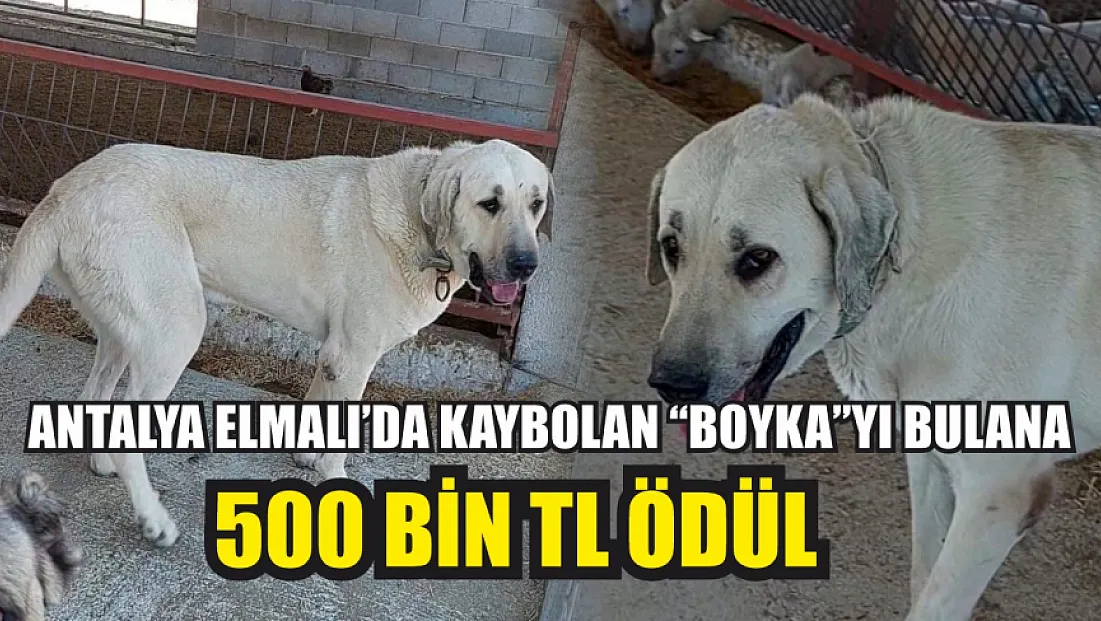 Antalya Elmalı’da kaybolan ‘Boyka'yı bulana 500 bin TL ödül