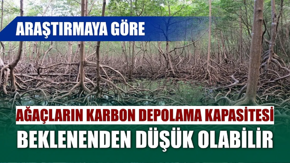 Araştırmaya göre, ağaçların karbon depolama kapasitesi beklenenden düşük olabilir