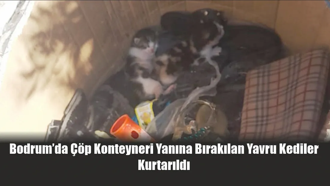 Bodrum’da Çöp Konteyneri Yanına Bırakılan Yavru Kediler Kurtarıldı