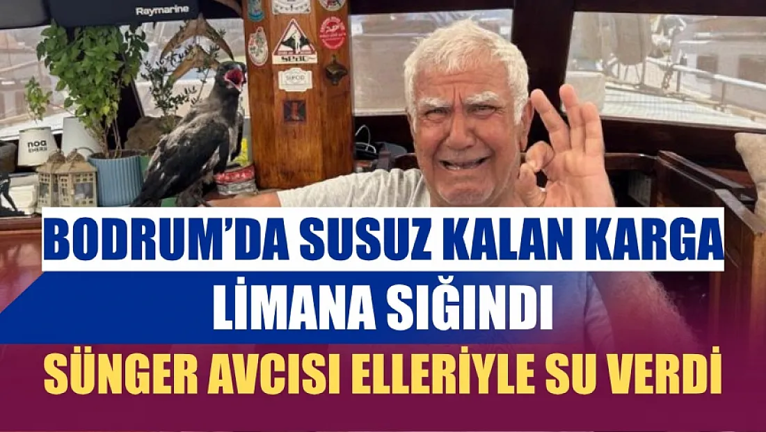 Bodrum'da susuz kalan karga limana sığındı, sünger avcısı elleriyle su verdi