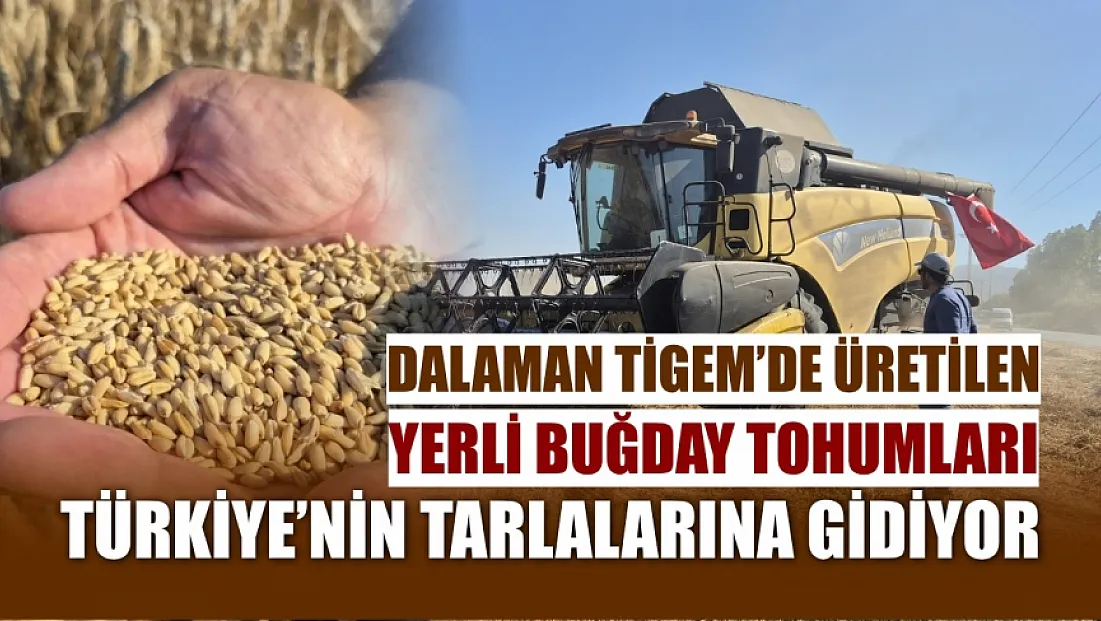 Dalaman TİGEM'de üretilen yerli buğday tohumları Türkiye'nin tarlalarına gidiyor