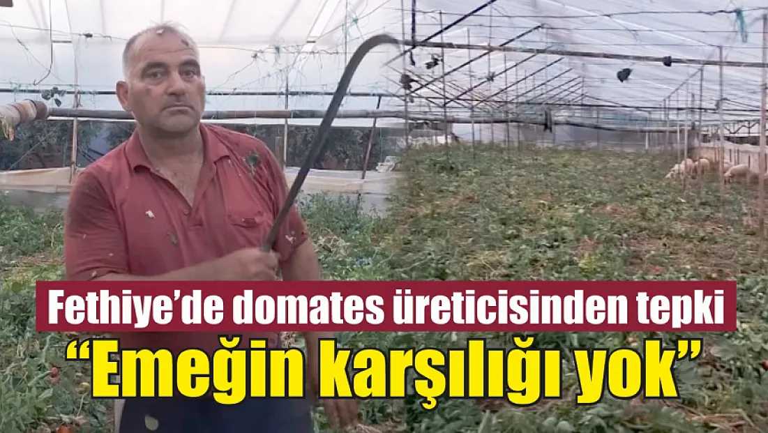 Fethiye’de domates üreticisinden tepki: ‘Emeğin karşılığı yok’