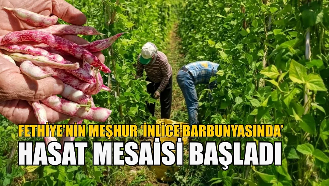 Fethiye’nin meşhur ‘İnlice Barbunyasında’ hasat mesaisi başladı