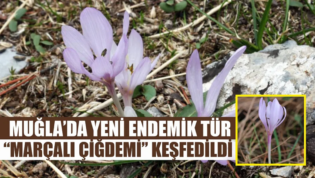 Muğla'da yeni endemik tür ‘Marçalı Çiğdemi' keşfedildi