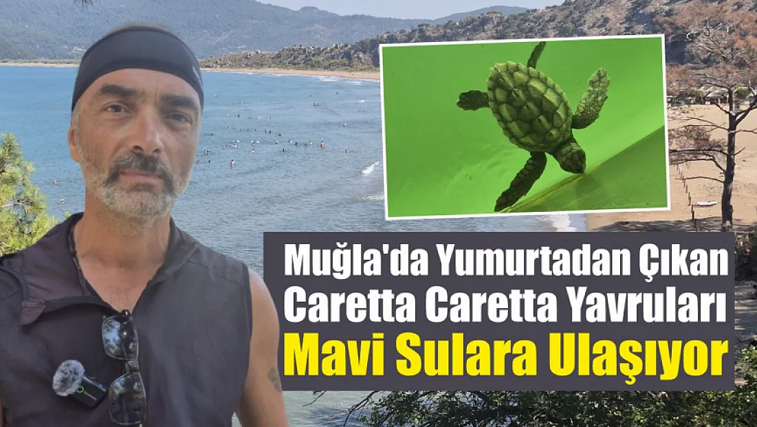 Muğla'da Yumurtadan Çıkan Caretta Caretta Yavruları Mavi Sulara Ulaşıyor