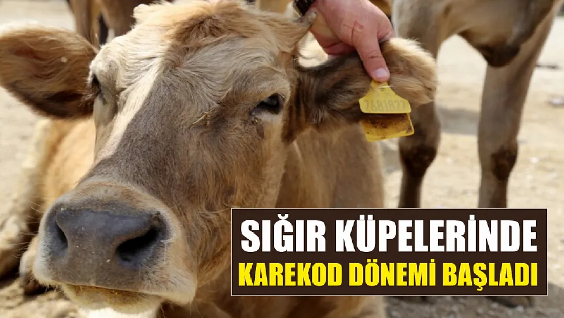Sığır küpelerinde karekod dönemi başladı
