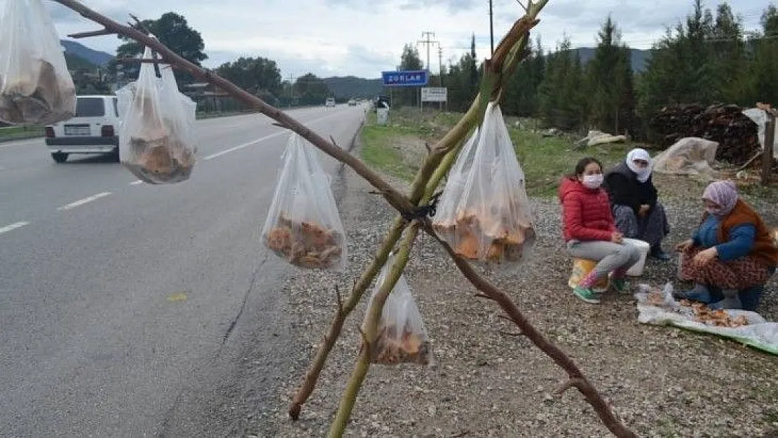 Çıntar mantarını hem satıyor hem de hediye ediyor