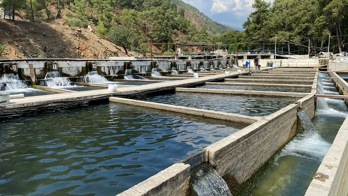 Fethiye'de 11 dönümlük tesis Avrupa'ya balık ihraç ediyor