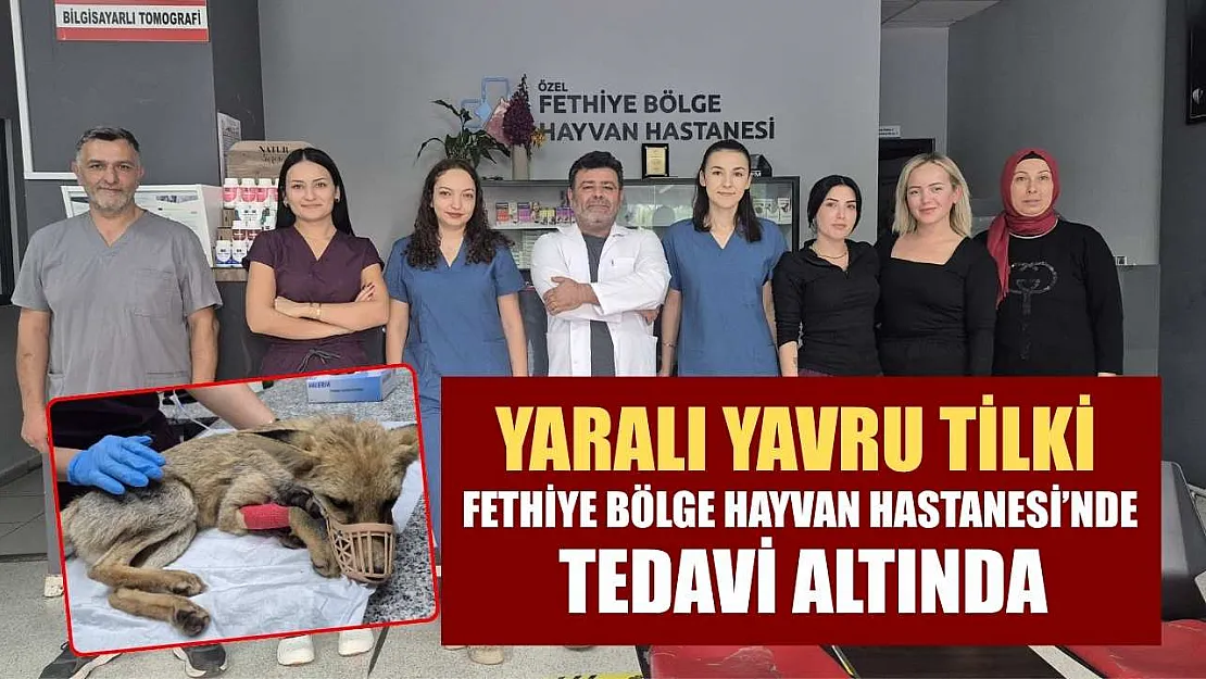 Yaralı yavru tilki, Fethiye Bölge Hayvan Hastanesi'nde tedavi altında