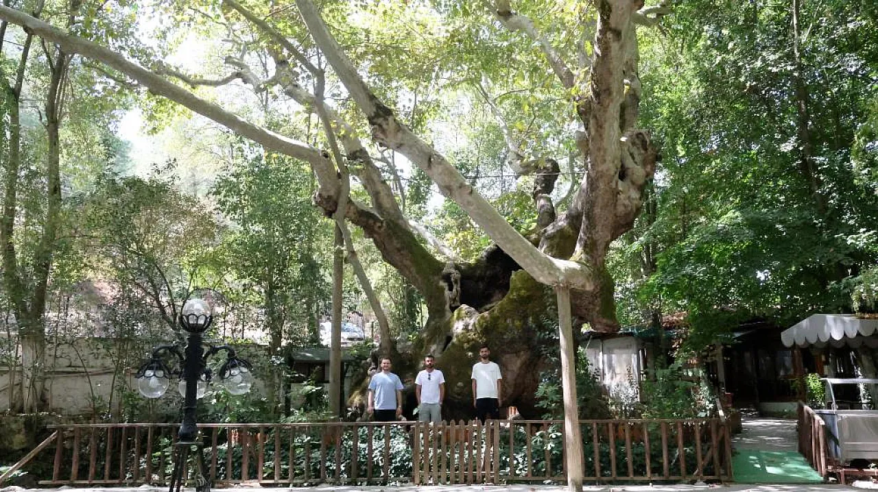 Muğla'da 854 Yıllık Anıt Çınar Tarihe Tanıklık Ediyor