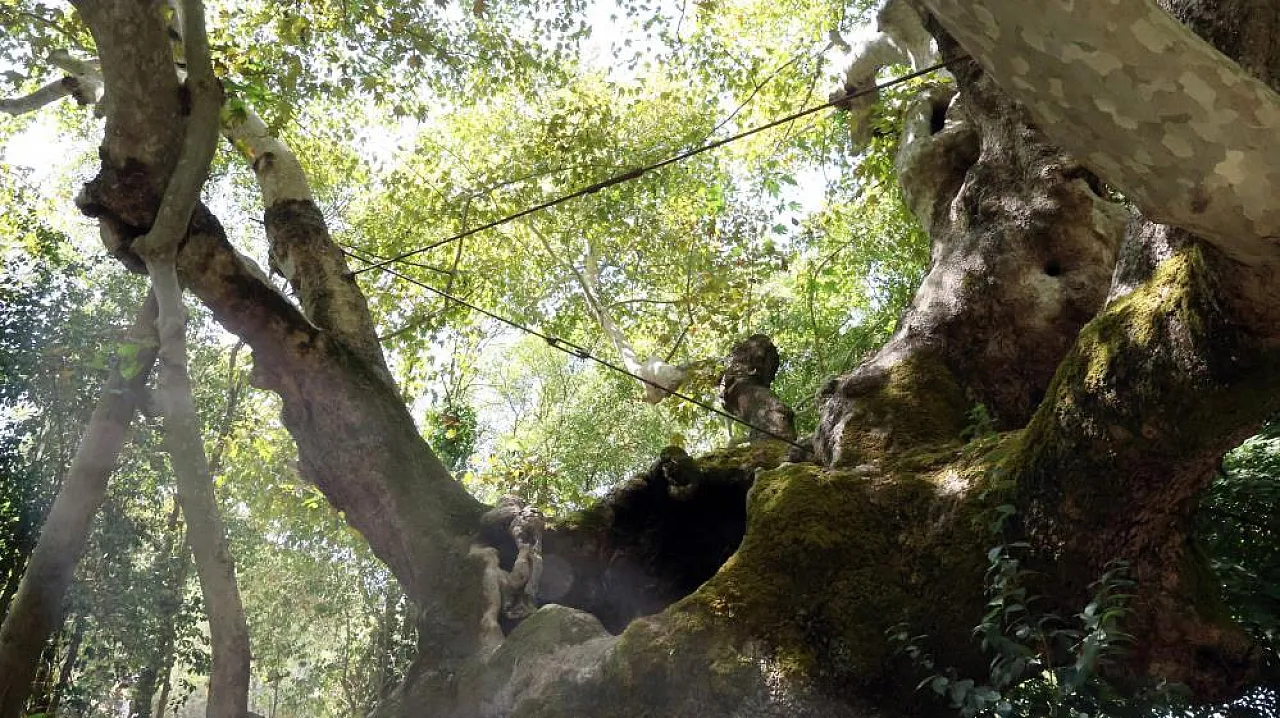 Muğla'da 854 Yıllık Anıt Çınar Tarihe Tanıklık Ediyor
