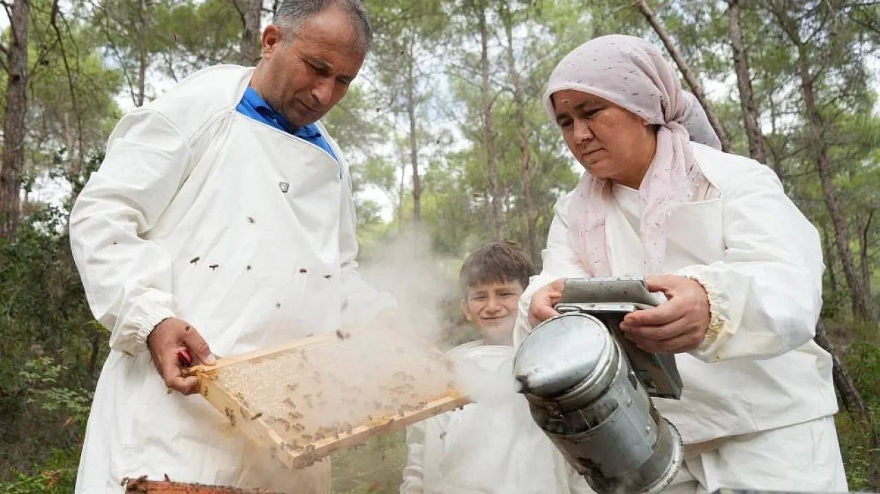 Muğla ve Ege Ormanlarında Çam Balı Sağımı Heyecanı
