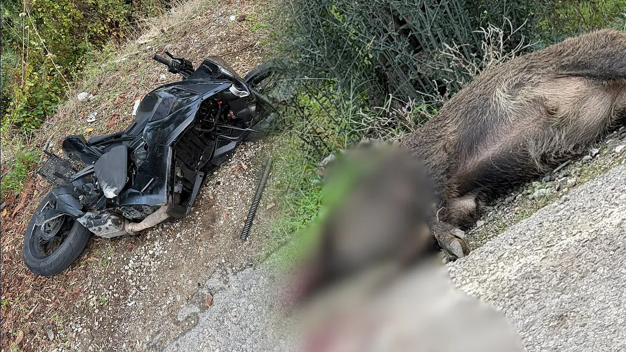 Fethiye’de Motosiklet Domuza Çarptı: Sürücü Yaralandı