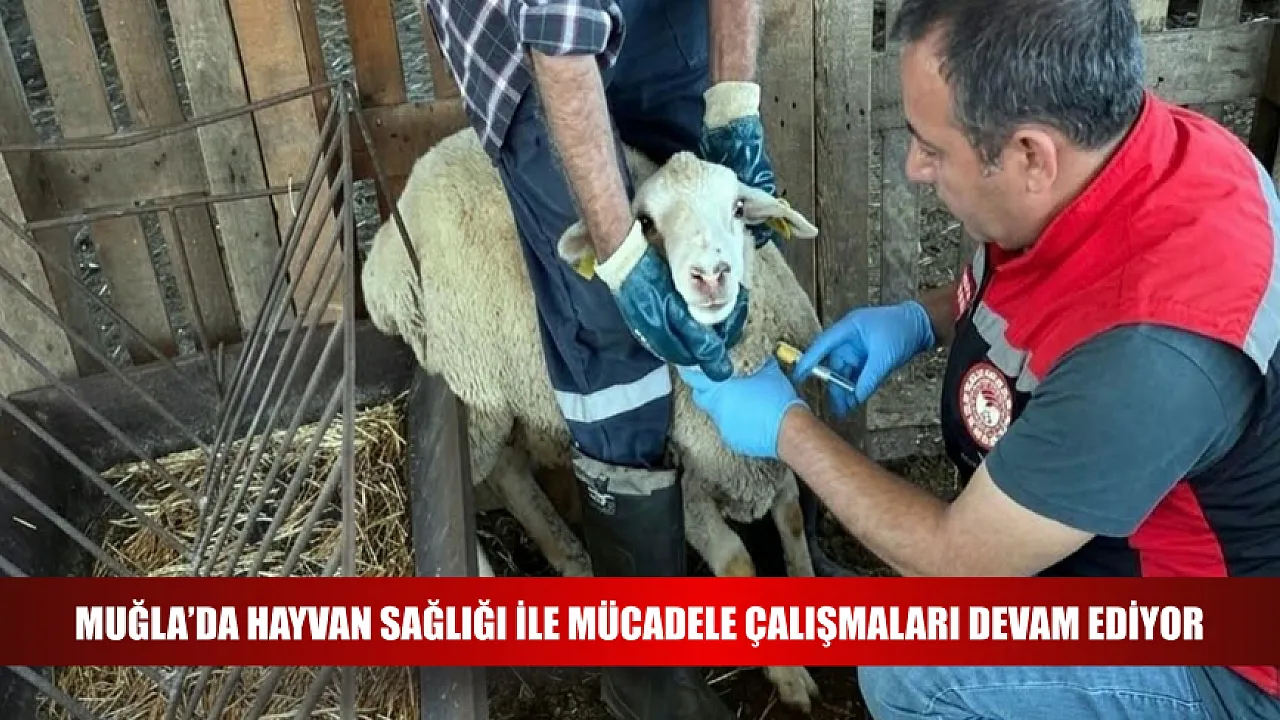 Muğla'da Küçükbaş Hayvanlar İçin Kapsamlı Sağlık Taraması