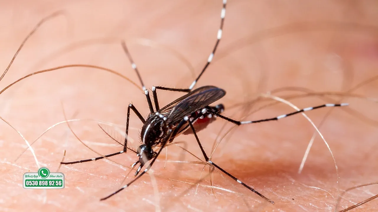 Sivrisinek kaynaklı chikungunya virüsüne karşı uyarı