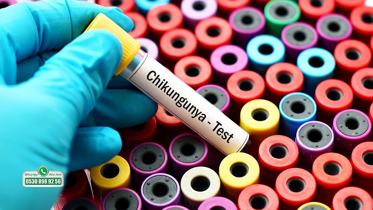 Sivrisinek kaynaklı chikungunya virüsüne karşı uyarı